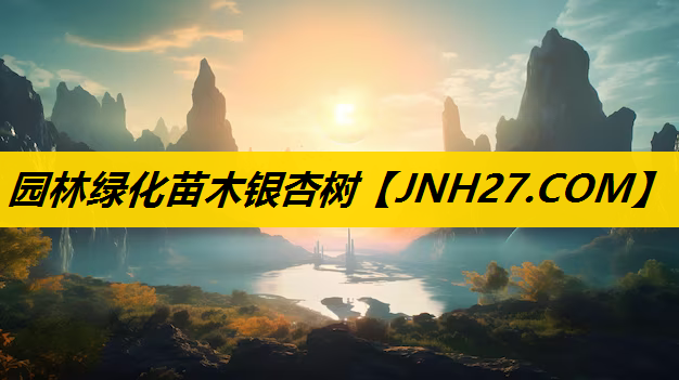 园林绿化苗木银杏树